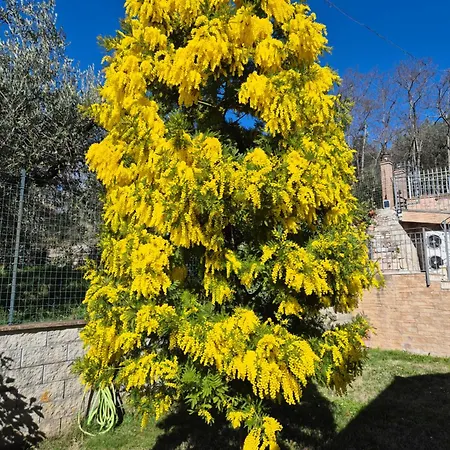 Bigio 3* Assisi