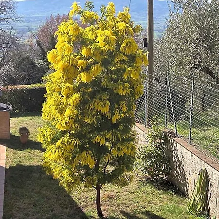 Bigio Assisi