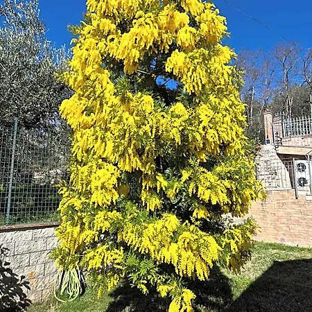 Bigio 3*