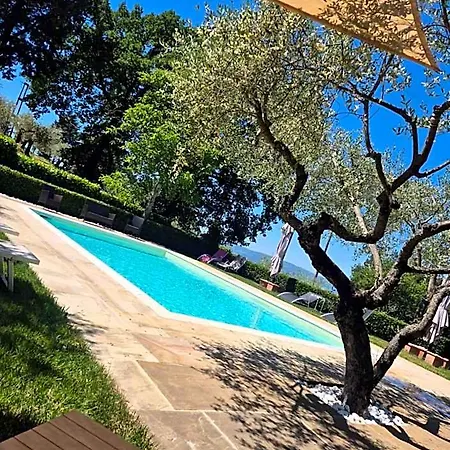 Bigio Assisi