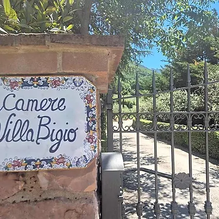 Bigio Assisi